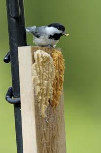 bark butter chickadee