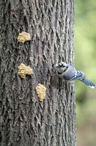 bark butter blue jay