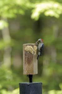 bark butter feeder