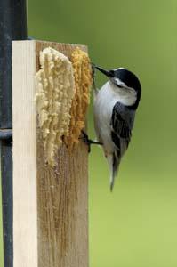 bark butter nuthatch