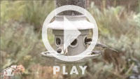 Eliminator video
