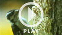 bark butter videos