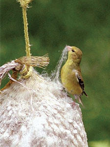 nest builder
