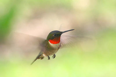 ruby throated hummingbird ruby throated hummingbird