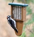 EcoTough Tail Prop Suet Feeder