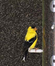 Goldfinch