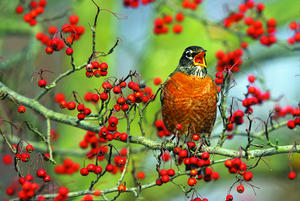 American Robin